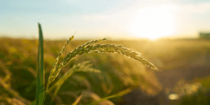 Abertura da Octante Securitizadora S.A.